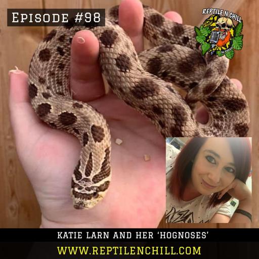 Katie Larn and her 'hognoses' - 98 Reptile n Chill