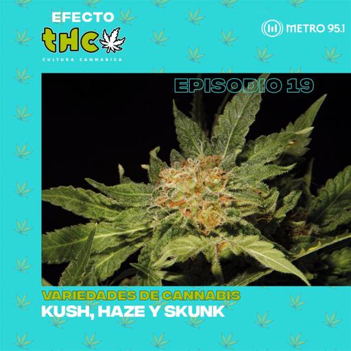 Variedades de cannabis: Kush, Haze y Skunk