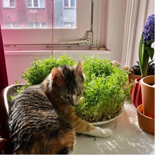 معاینات پزشکی لیلی💉😽🐱🐈