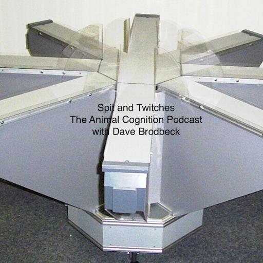 Spit and Twitches: The Animal Cognition Podcast